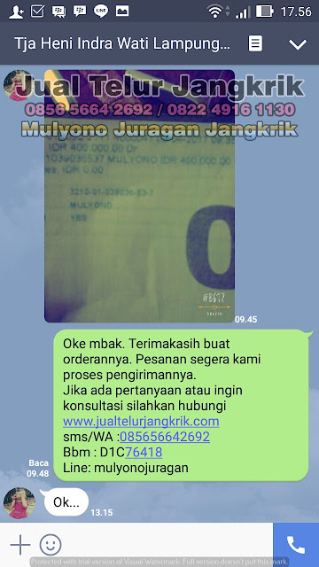 budidaya jangkrik, cara beternak jangkrik, cara budidaya jangkrik, cara ternak jangkrik, jual telur jangkrik, ternak jangkrik