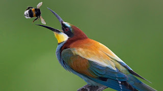Beautifull Birds HD Desktop Wallpaper Photos