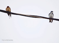 Barn swallows and Tree swallows can hang out together when hunting – North Rustico, PEI – May 17, 2017 – by Matt Beardsley