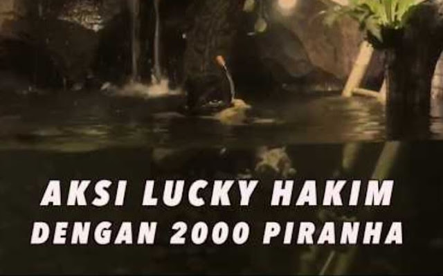 Aksi berbahaya Lucky Hakim memberi makan 2000 ikan piranha