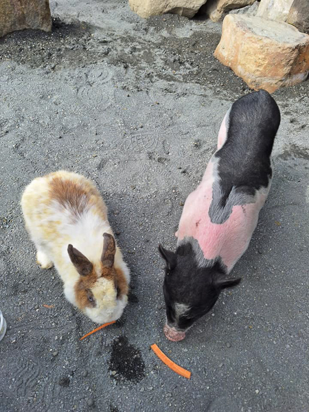 高雄梓官嘎逼＆牛奶寵物互動園區水豚、羊駝、狐獴小動物近距離互動