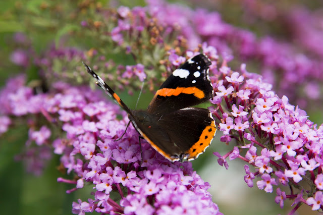 Schmetterling, Butterfly, Makroaufnahme, Makro, lila