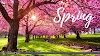 My Favourite Season ( Spring) 