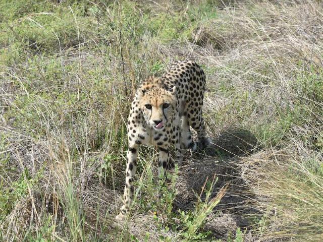 Collared cheetah in Kuno