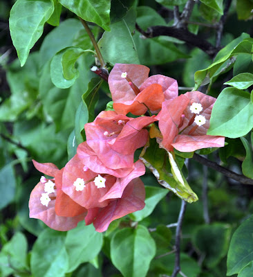 Bougainvillea