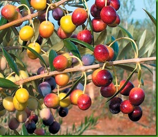 Oliveira Arbequina