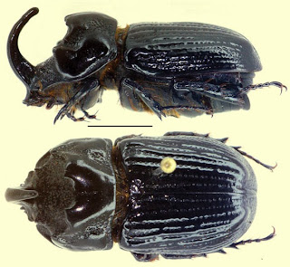 Rhinoceros Beetle