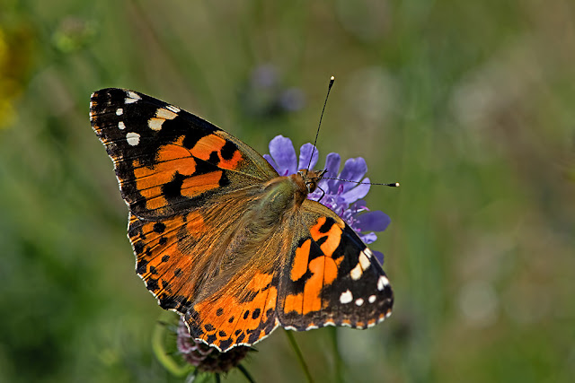 Vanessa cardui the Painted Lady butterfly