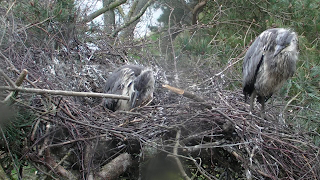 heron chicks