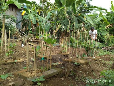 petani tin karawang, urban hidroponik