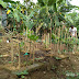 Urban Farming Pohon Tin, Berkebun Buah Surga di Kawasan Kota