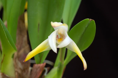 Maxillaria ringens - Rigid Maxillaria care