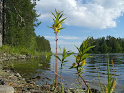 Suloisia helteitä , lämpimiä vesiä , sitä tämä kesä on ollut . (kesã„)