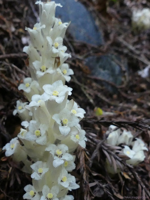 tall stalk of white flowers with yellow centers