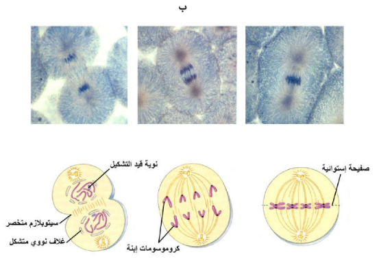 الشكل 2 : مراحل الانقسام المتساوي. أ) ثلاث أطوار تبين مراحل الدور التمهيدي من اليمين إلى اليسار، ب) الأدوار الاستوائي والإنفصالي والنهائي من اليمين إلى اليسار. في كل من أ، ب الشكل العلوي يبين صورة مأخوذة بواسطة المجهر ( مكبرة 600 مرة) بينما يبين الشكل السفلي رسما تخطيطيا يوضح المرحلة الواقعة أعلاه.