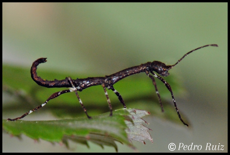 Ninfa L1 de Phenacephorus Latifemur, 1,5 cm de longitud