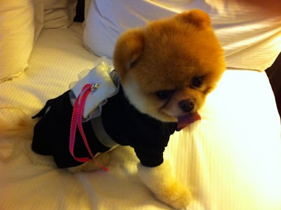 Meet Boo the Cutest Pomeranian Dog Seen On www.coolpicturegallery.us