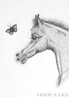 arabian foal, drawing