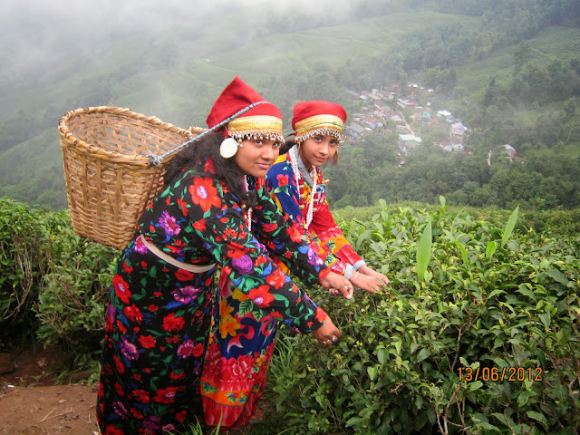 Darjeeling tea gardens 