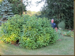 smBushes