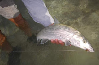 Photo of guest holding a bonefish