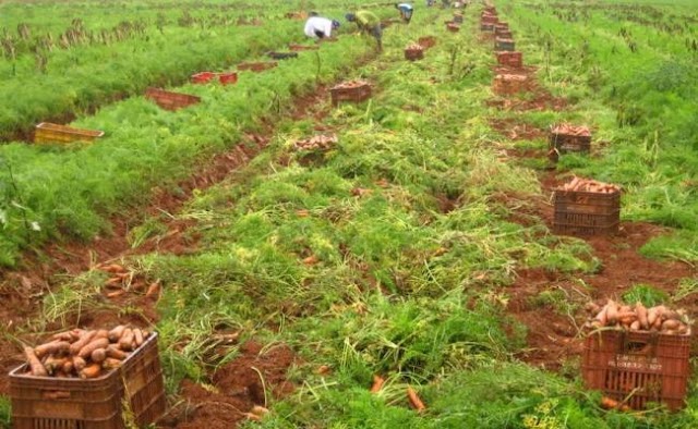 Doença que ataca plantação de cenoura causa prejuízo a agricultores da região de Irecê
