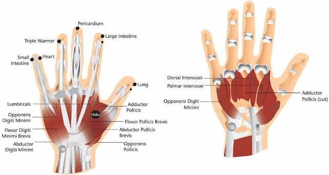 anatomi otot jari tangan