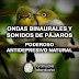 Despierta tu felicidad con este audio de ondas binaurales y cantos de pájaros