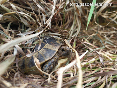 Nuestra tortuga mora Harlem sale entre la paja