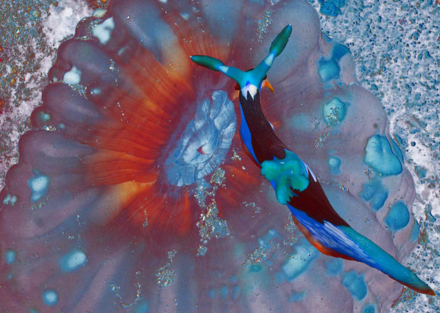 Colorful Marine Life Of Indonesia