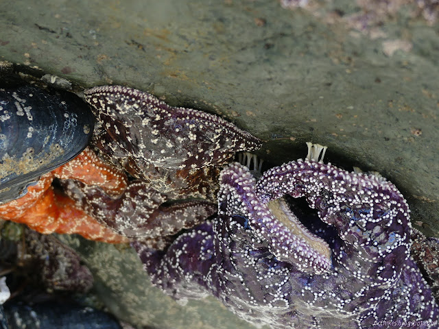 group of star fish in purple and orange