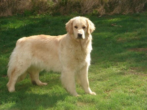 golden retriever dog photos. golden retriever puppy pics.