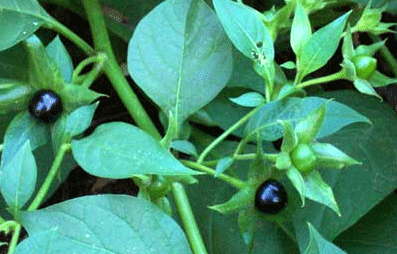 belladonna plant with fruits