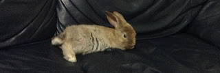 baby rabbit on a couch