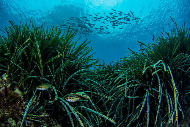 Una pradera de posidonia