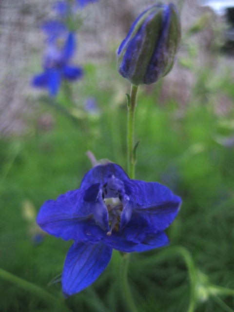 rocket larkspur