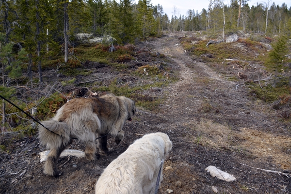 Tuftinåsen Jonskollen