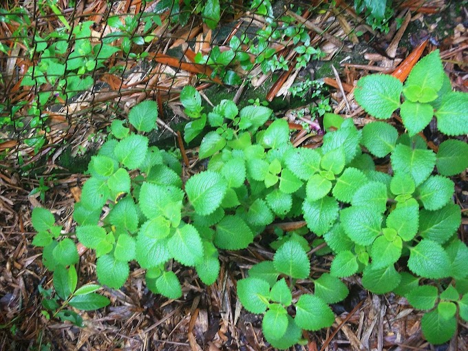 En tu Konuko - Oregano orejon