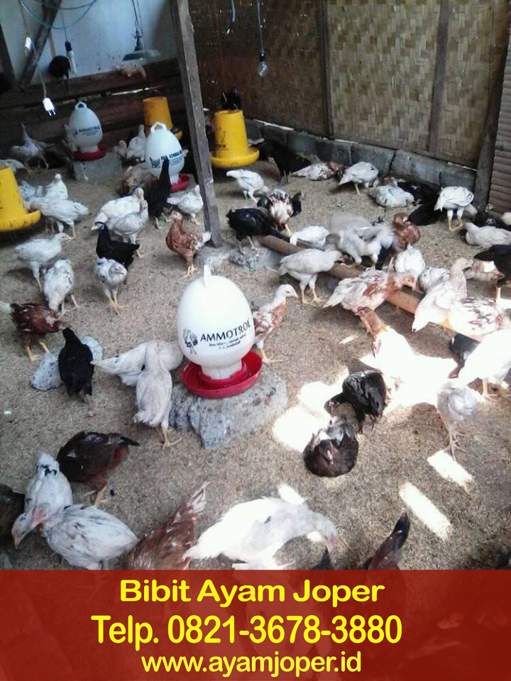 Jual Bibit Ayam Jawa Super Sorong 