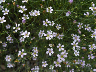 Petrorhagia dubia - Oeillet douteux - Oeillet velouté - Tunique douteuse