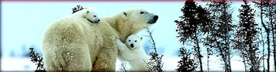 Polar bear with cub