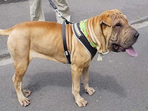 Shar Pei was Originally Bred as Palace Guard in China