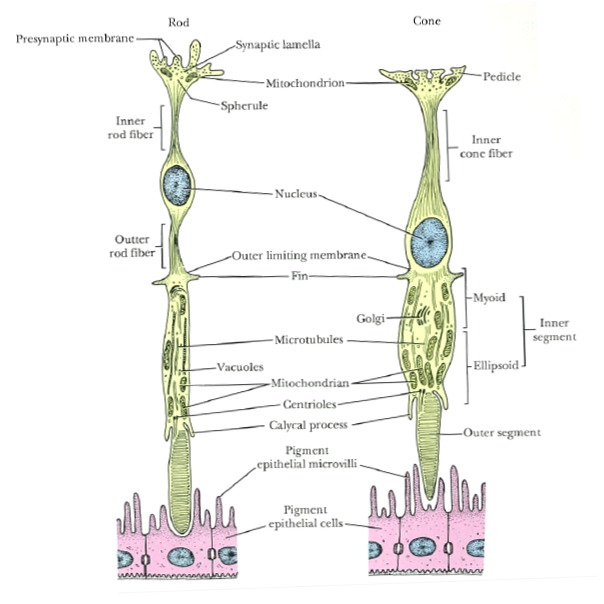 Eye Opener: Physiology - Rods and cones