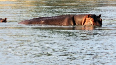 Hippo