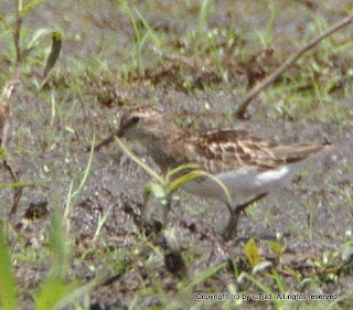 Least Sandpiper