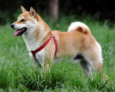 Shiba Inu is a different breed with lovely blood line