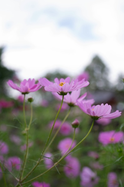 Pentaxkr0925 5815