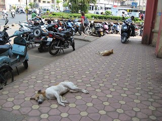 daugybe motociklu gatvese ir gulintys sunys, margao, indija
