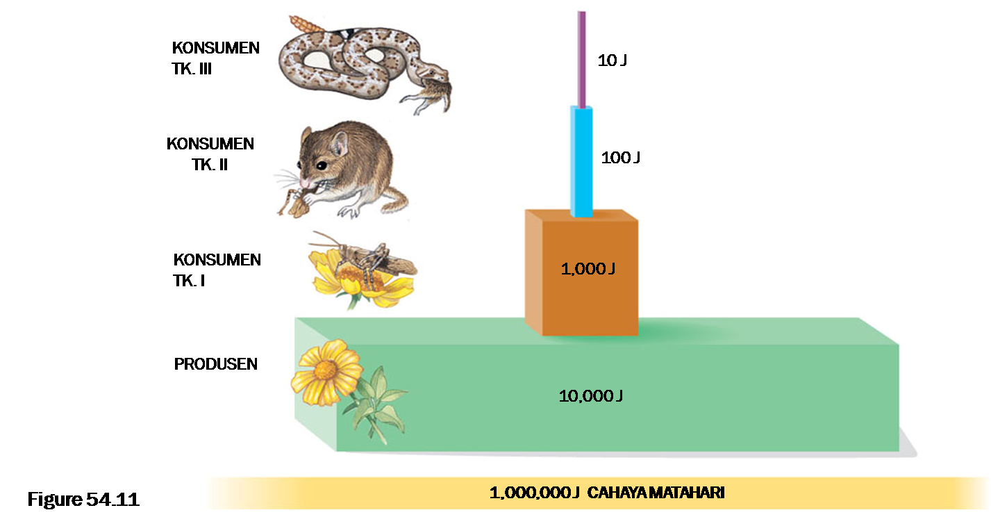 Contoh Ekosistem Abiotik - Contoh QQ