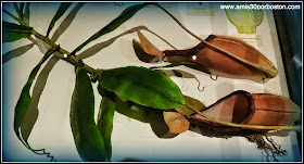 Las Flores De Vidrio del Harvard Museum of Natural History en Cambridge